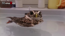 Owl taking a bath