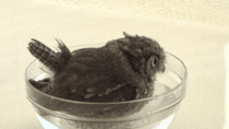 Owl Taking A Bath