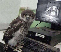 Owl watching owl porn