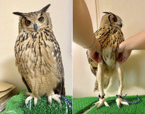 Owls does for some strange reason have slender legs under their fluff