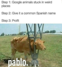 P a b l o