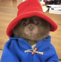 Paddington  Furry and Fabulous