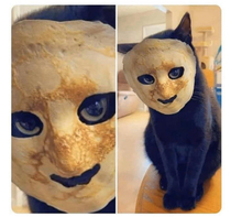 Pancake cat