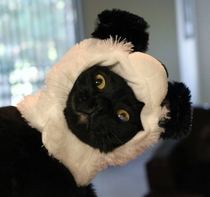 Panda Cat