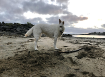 Panoramic of my huskyexcept she moved at the last second 
