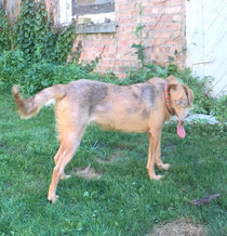 Panoramic Pupper