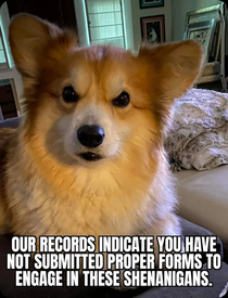 Paperwork for Puppers