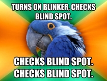 Paranoid Parrot changes lanes on the highway