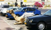 Parking my camel
