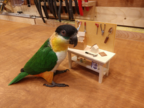 Parrot on a workbench with his workbench