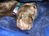 Passed out with her tongue out
