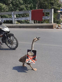 Peace was never an option Duck has arrived in Myanmar