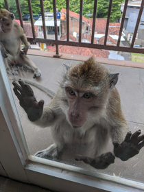 Peeping tom at our hotel