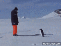 penguin attack