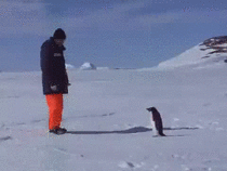 Penguin being a Jerk