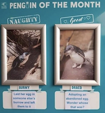 Penguin of the month