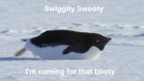 Penguins coming