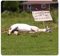 People are stupid Horses sleep too