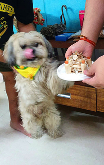 Perfect image if my dog looking at his Birthday cake