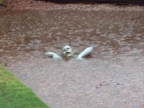 Perfectly placed lawn ornament in Arizona floods