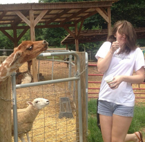 Perfectly timed picture of my friend getting spit on at the zoo