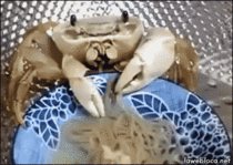 Pet crab eats a bowl of noodles