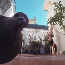 Pet-pigeon meets GoPro