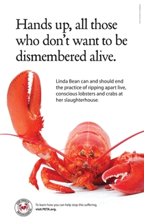 Peta should learn why a lobster turn red