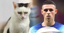 Phil Foden as a cat Love it