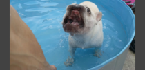 Photo of the rare French Bulldoggopotamus our Frenchie attempting to catch a treat in the pool
