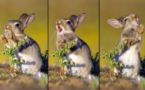Photographer caught a baby bunny trying to eat a thistle