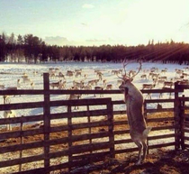 Photographic Evidence That Rudolph Wasnt Allowed to Play Reindeer Games