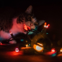 Photoshoots with cats aint easy