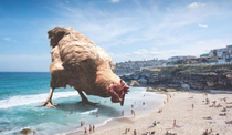 Photoshopped chicken at beach