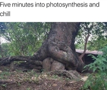 Photosynthesis and Chill