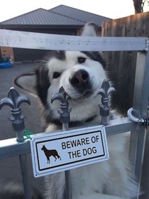 Pic #1 - Beware of the dog