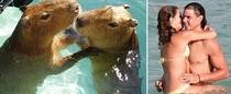 Pic #1 - Capybaras That Look Like Rafael Nadal