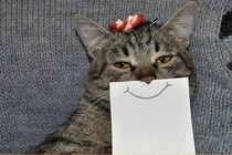 Pic #1 - Cat with paper drawn expressions