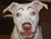 Pic #1 - Dogs with eyebrows