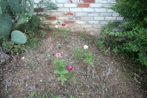 Pic #1 - Flower Beds