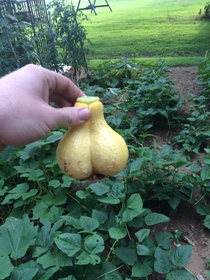 Pic #1 - Found a wild Sacsquash