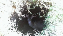 Pic #1 - Friend found something weird in a burrow