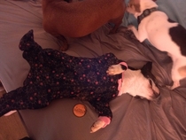 Pic #1 - I drunkenly bought a babys onesie for my dog last night