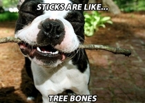 Pic #1 - If dogs got high