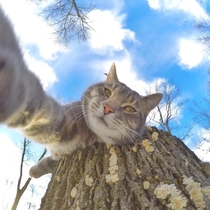Pic #1 - Manny the selfie taking kitty
