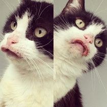 Pic #1 - My friends cat had an allergic reaction to her food X-post rpics