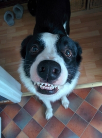 Pic #1 - My friends smiling dog Rambo He smiles every time you point the camera at him