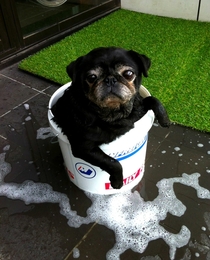 Pic #1 - My parents pug is a smelly pug Dad sent this photo to me tod