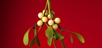 Pic #1 - Needed some mistletoe for a work photoshoot only place I could find any in town was WalMart yay