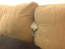 Pic #1 - Pets who completely suck at hide and seek
